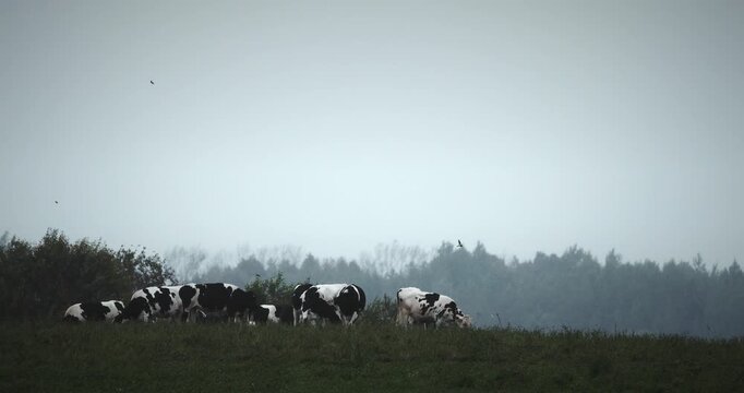 Dairy Cows Butting Heads on Misty Pasture in Slow Motion. Dairy Cows on Green Pasture with Birds in Foggy Rural Landscape
