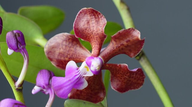 Close-up shot of a blooming red spotted vanda orchid flower with a purple labellum and unopened buds on a green stem against a plain dark studio background.

