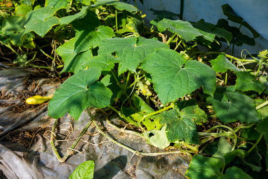 Cucumber plants with broad green leaves on black mulched soil, a small yellow fruit and a curly tendril, warm sunlight against a greenhouse wall, a home growing scene for vegetable blogs