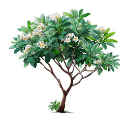 Fototapeta premium PNG Vibrant watercolor plumeria tree illustration.