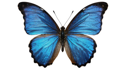 Naklejka premium Vibrant blue morpho butterfly with intricate wing patterns, isolated on transparent background