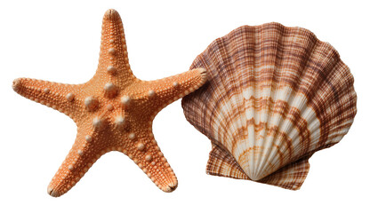 Orange starfish and brown striped scallop shell, isolated on transparent background © Aliona
