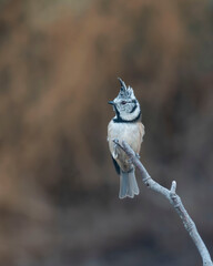 European crested tit Lophophanes cristatus perched on a dry branch. Close-up portrait of this small bird with prominent crest in natural habitat. Soft blurred brown background. © Alex