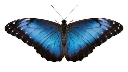 Naklejka premium Vibrant blue morpho butterfly with black and white markings, isolated on transparent background