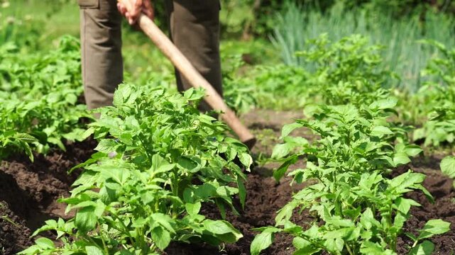 Person tills soil around young green plants. Hands grip wooden hoe with steady, focused motion. Sunlight highlights rich earth and vibrant foliage. Gardener maintains growth with careful