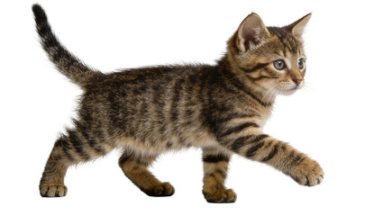 Fototapeta premium Tabby kitten walking with striped fur, isolated on transparent background