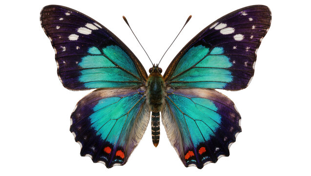 Vibrant blue and purple butterfly with white spots, isolated on transparent background