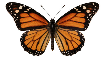 Obraz premium Monarch butterfly with orange wings and black veins, isolated on transparent background