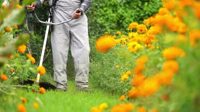 Worker mows grass near blooming marigolds. Bright yellow flowers frame the foreground softly. Greenery and vibrant blooms surround the garden path. Gardener moves steadily, focused on task at hand