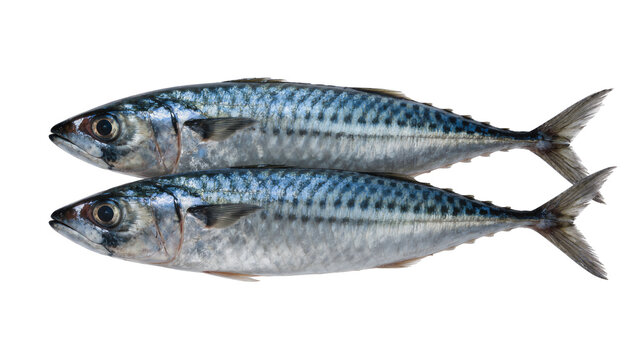 Two fresh mackerel fish with blue wavy patterns, isolated on transparent background