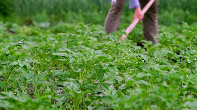 Farmer works through green potato field. Hands grip hoe with effort. Tall plants surround working feet. Sunlight filters through leaves. Dirt kicks up with each step