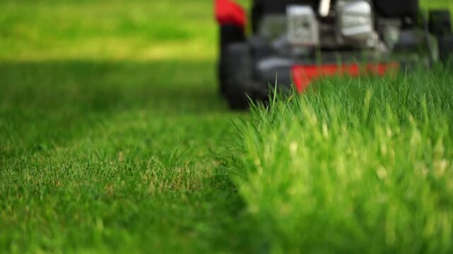 Lush green grass moves beneath a mower's blade. Freshly cut blades glisten under bright sunlight. Mower hums steadily, shaping the lawn's edge. Lawn care feels methodical, precise, and calm