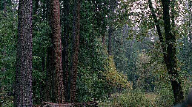 Dense forest with tall trees and lush green foliage