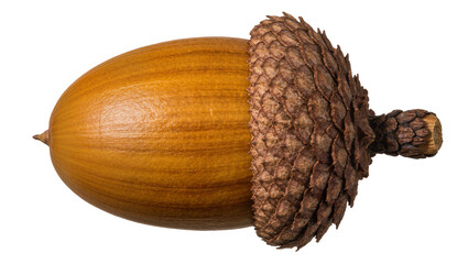 Brown acorn with textured cap, isolated on transparent background © Luca