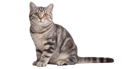 Tabby cat with orange eyes sitting, isolated on transparent background © Viktor