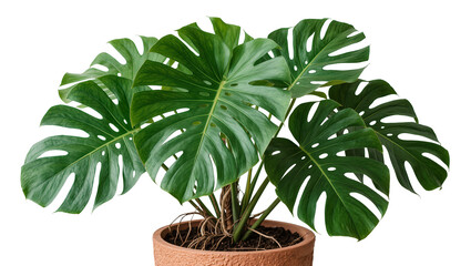 Large green monstera deliciosa plant with fenestrated leaves in terracotta pot, isolated on transparent background © Iura