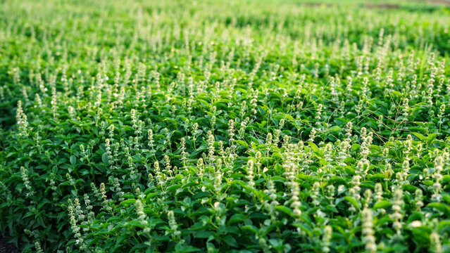 Close-Up of Flowering Basil Plants in a Dense Green Field