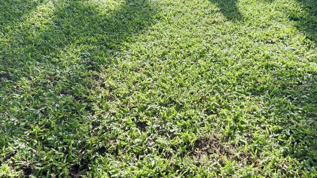 Green grass park