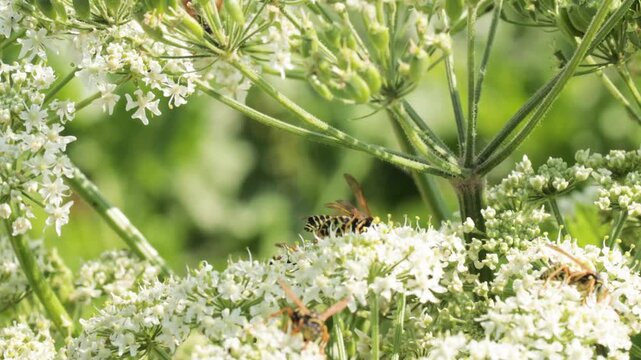 Wasps and Insects Crawling on White Wildflower Umbels in Sunny Summer Meadow