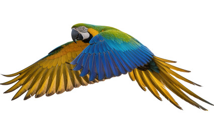 Blue and yellow macaw parrot in flight, isolated on transparent background © Maria