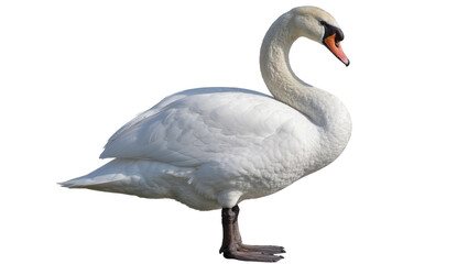 Elegant white swan with orange beak, standing gracefully isolated on transparent background © Maria