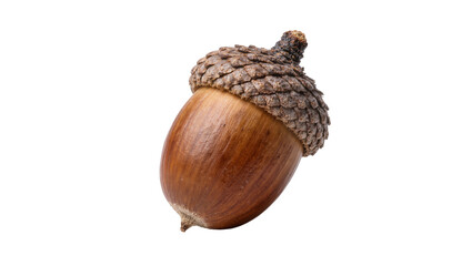 Single brown acorn with textured cap, isolated on transparent background © Maria