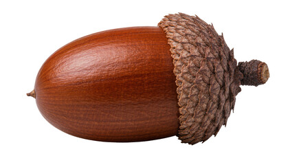 Brown acorn with textured cap, isolated on transparent background © Maria