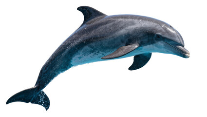 Gray dolphin leaping from water, isolated on transparent background © Maria