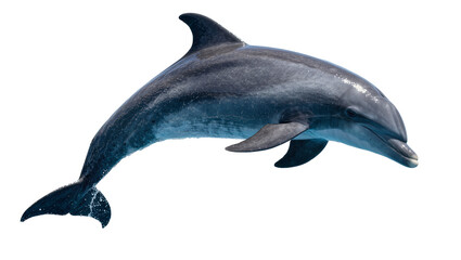 Graceful grey dolphin leaping, isolated on transparent background © Maria