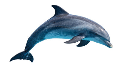Graceful grey dolphin leaping, isolated on transparent background © Maria