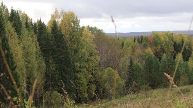 the forest of northeastern Europe in mid-September