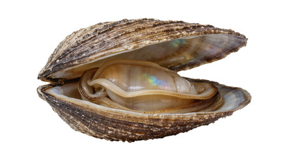 Open oyster shell with iridescent interior, isolated on transparent background © Iura