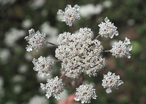 flor