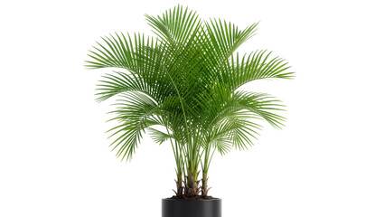 Lush green Areca palm plant in a black pot, isolated on transparent background © Iura