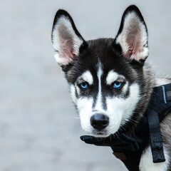 Blue-eyed husky puppy wearing a black harness © Damien
