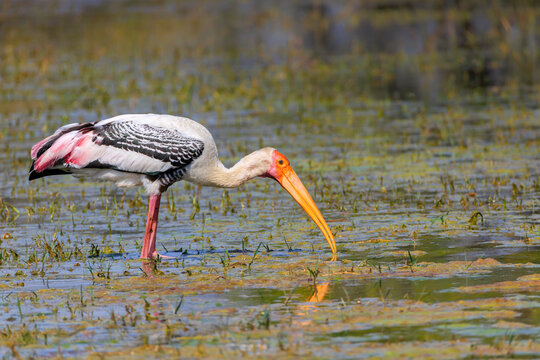 painted stork feeding in marsh land