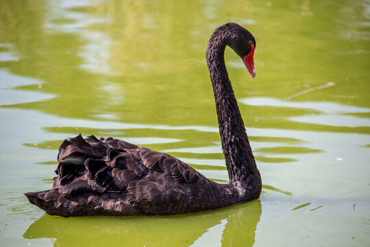 Cygne noir 