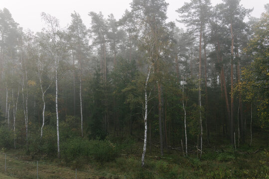 Dense pine and birch forest landscape shrouded in a thick morning mist during autumn season