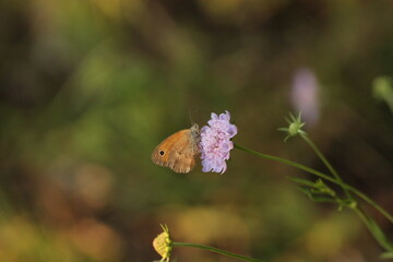 una farfalla su un fiore al tramonto © Simona