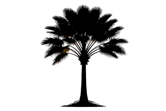 Travelers Palm Tree Silhouette Isolated on White Background