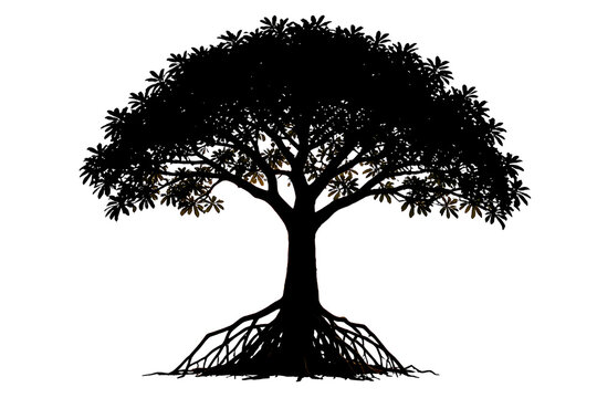 Red Mangrove Tree Silhouette Isolated on White Background