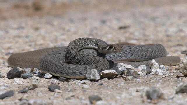 An footage of the non-venomous Dahl's whip snake-also known as the arrow snake or slender snake-which inhabits rocky and scrubby areas and feeds on lizards.