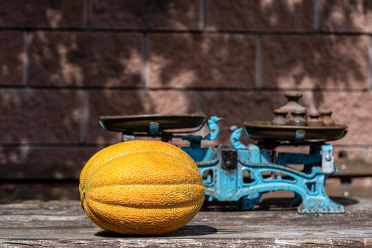Ripe yellow melon with vintage mechanical scales. Fresh organic melon with textured skin lying on rustic wooden desk. Old blue scales with iron weights and brick wall with shadows on background