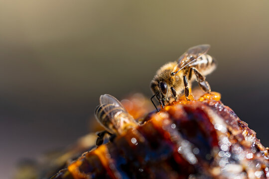 Honey bees collecting propolis and honey macro closeup shot. Two honeybees on organic sweet propolis texture. Macro details of working bees for beekeeping, natural medicine and ecology concept