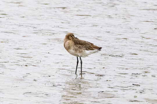 Black-tailed godwit preening its feathers while standing in shallow water