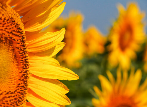 Sunflower field, Trakya - Turkey. Nature agriculture view.