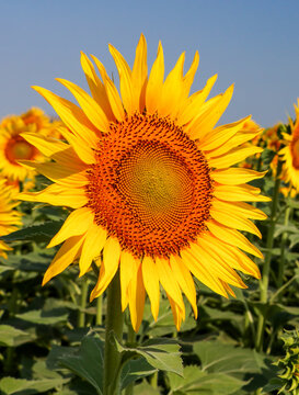 Sunflower field, Trakya - Turkey. Nature agriculture view.