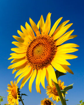 Sunflower field, Trakya - Turkey. Nature agriculture view.