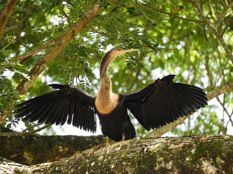 Snake bird drying wings on a tree in Costa Rica