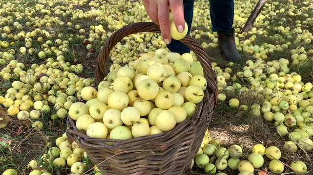 A hand places more ripe apples into a basket. The legs of a gardener wearing blue jeans and work shoes are visible. The photo&rsquo;s atmosphere is imbued with a rustic aesthetic, orchard labor, and organic